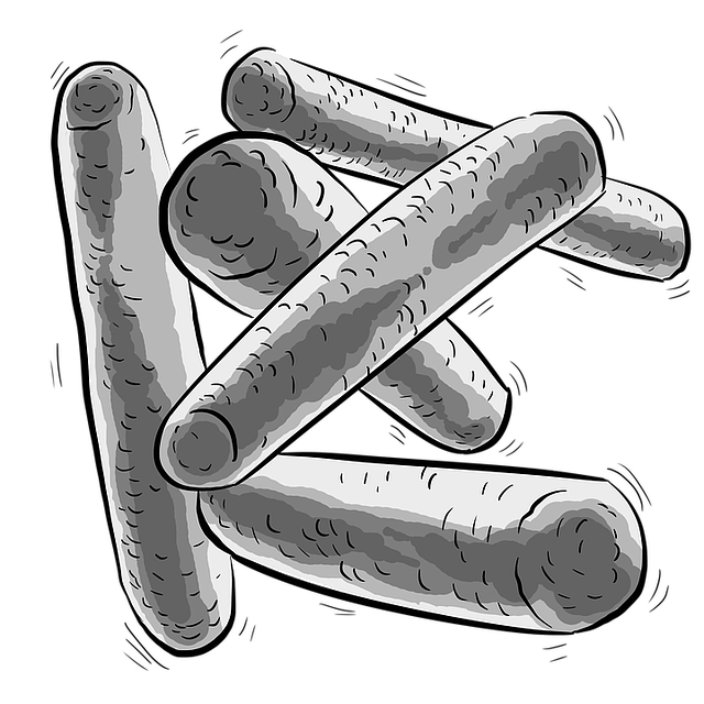 细菌 芽孢杆菌 乳酸菌 - 上的免费图片