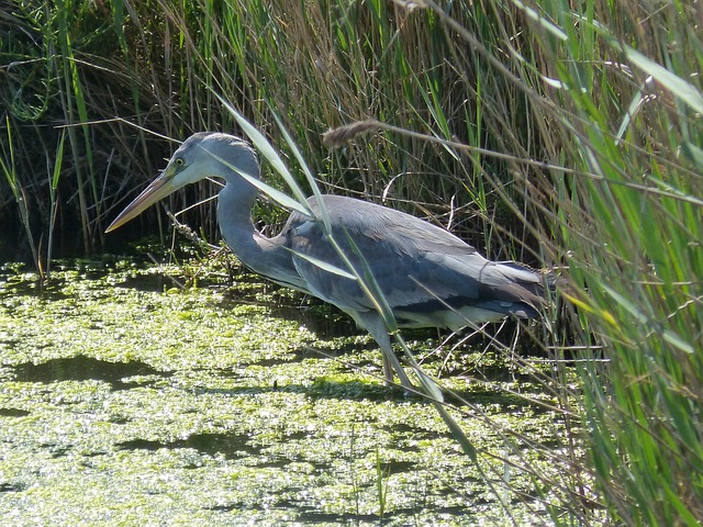 Delta De L&#39;Ebre 自然公园 灰鹭 灰霉病 - 上的免费照片