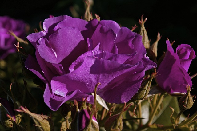 玫瑰 蓝色狂想曲 蓝玫瑰 - 上的免费照片