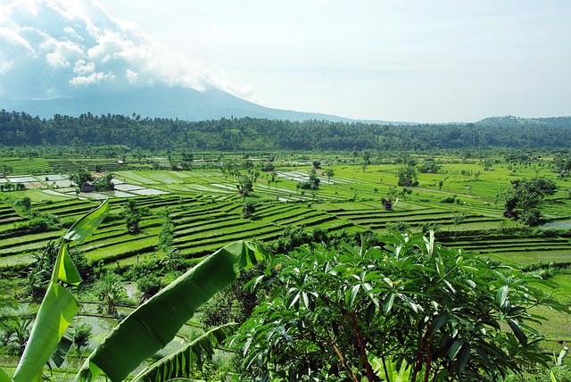 印度尼西亚 巴厘岛 稻田 - 上的免费照片