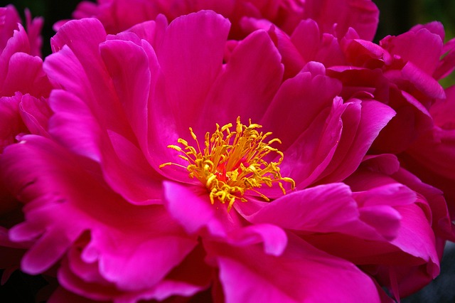 牡丹 春天 开花 - 上的免费照片