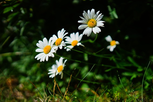 粗糙的草地玛格丽特 雏菊 花 - 上的免费照片