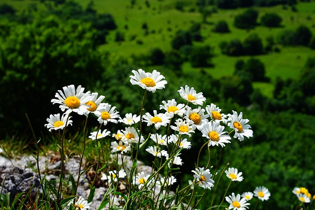 粗糙的草地玛格丽特 雏菊 花 - 上的免费照片