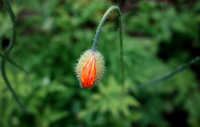 罂粟 花瓣 花 - 上的免费照片