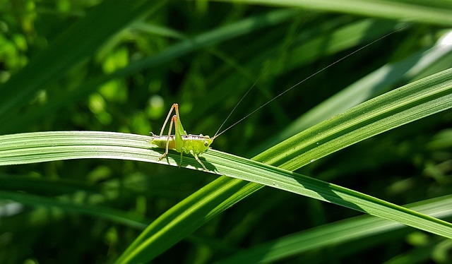 蚱蜢 卡蒂迪德 草甸 Katydid 仙女 - 上的免费照片