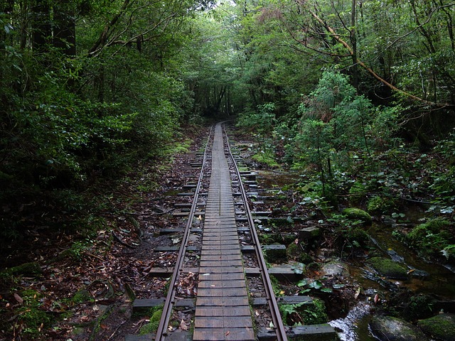 屋久岛 矿车路 - 上的免费照片