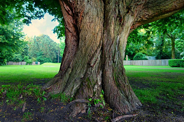 树 树干 孤独的树 - 上的免费照片