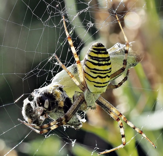 黄蜂蜘蛛 裹 受害者 Argiope - 上的免费照片