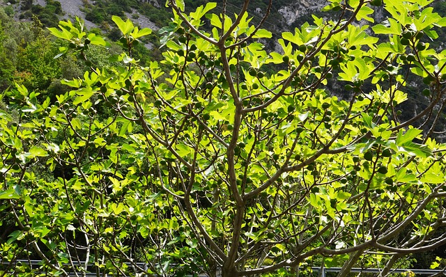 无花果树 无花果叶 水果 - 上的免费照片