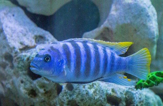 水族馆 慈鲷 口孵者 - 上的免费照片