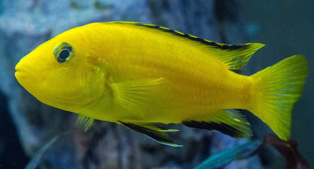 水族馆 Cichlid 口孵者 - 上的免费照片