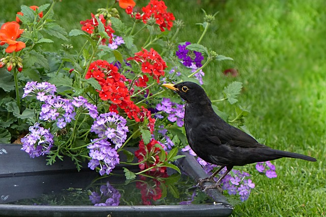 节气门 Turdus Philomelos 鸟 - 上的免费照片