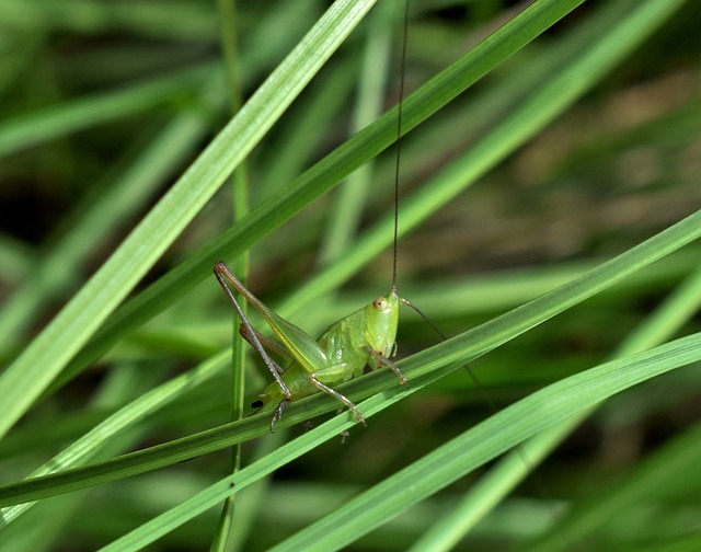 蚱蜢 卡蒂迪德 草甸 Katydid 仙女 - 上的免费照片