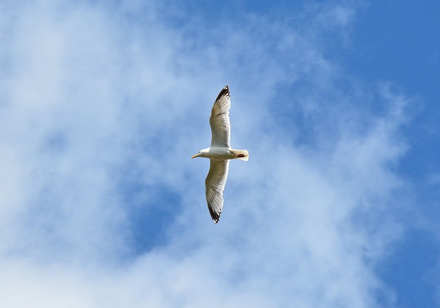 鸥 鸟 海鸟 - 上的免费照片
