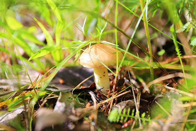 蘑菇 加油机 森林 - 上的免费照片