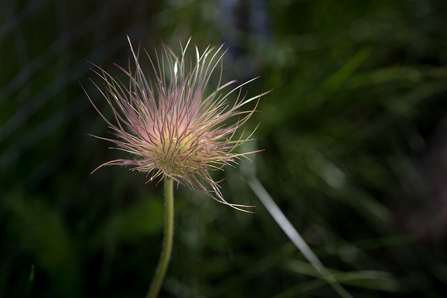 Pasque 花 植物 白蜡花 - 上的免费照片