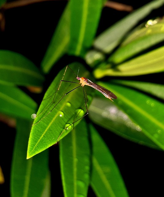 蚊子 昆虫 飞虫 - 上的免费照片