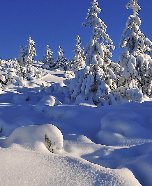 冬季 雪 树木 - 上的免费照片