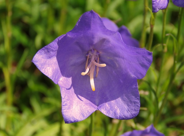 Harebell 紫花 紫色的 - 上的免费照片