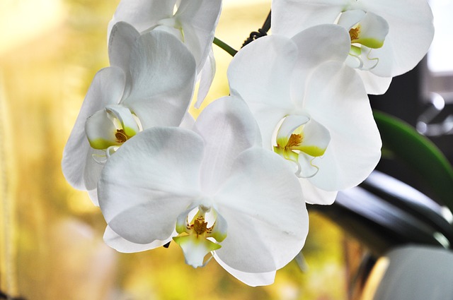 蘭花 花卉 白花 - 上的免费照片