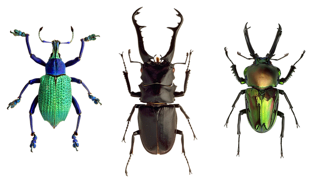 甲虫 昆虫 自然 - 上的免费照片