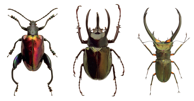 甲虫 昆虫 自然 - 上的免费照片
