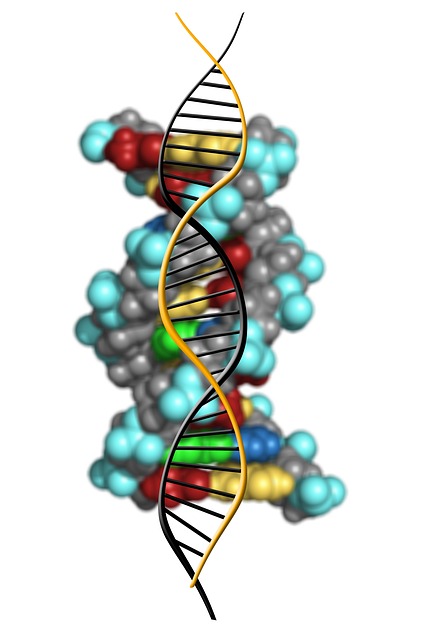 Dna 脱氧核糖核酸 域名解析 - 上的免费图片