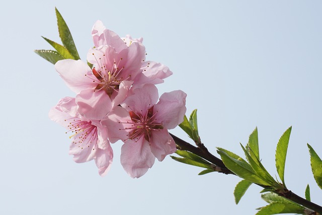 桃花 粉红 初生 - 上的免费照片