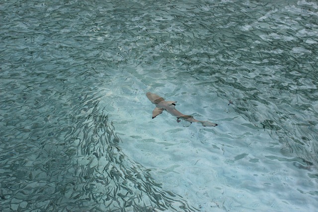 鲨鱼 礁鲨 海洋生物 - 上的免费照片