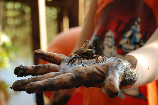 螃蟹 Mangue 手 - 上的免费照片