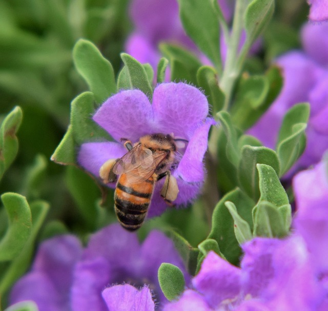 蜜蜂 花粉 授粉 - 上的免费照片