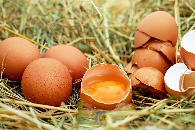 蛋 鸡蛋 生鸡蛋 - 上的免费照片