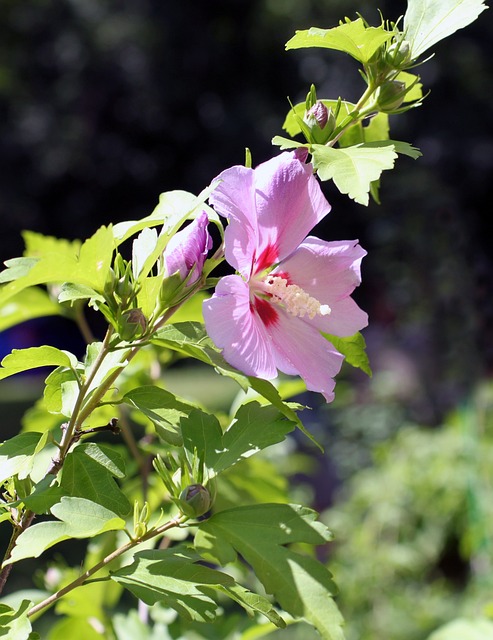 玫瑰 沙龙 沙仑的玫瑰花 - 上的免费照片