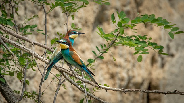 食蜂鸟 Merops Apiaster 鸟 - 上的免费照片