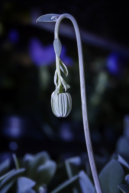 千里光 花梗 银灰 - 上的免费照片