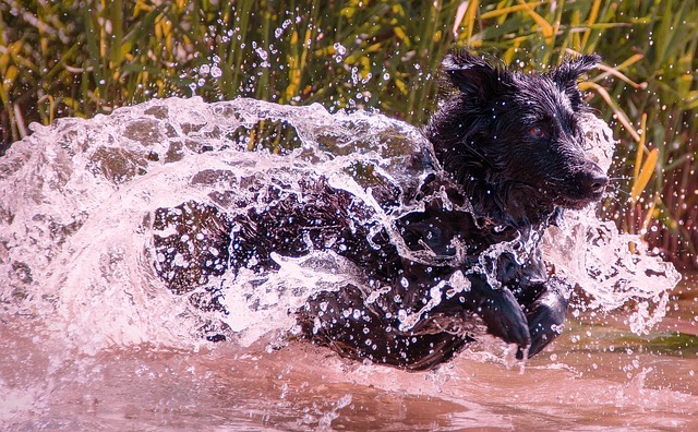 湿狗 狗 湿的 - 上的免费照片