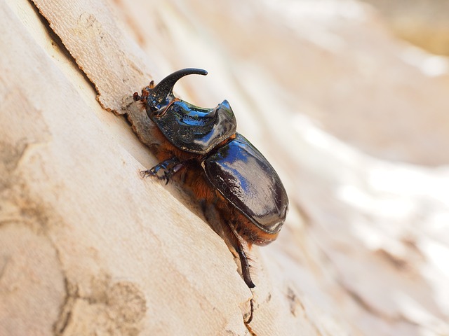 犀牛甲虫 甲虫 喇叭 - 上的免费照片