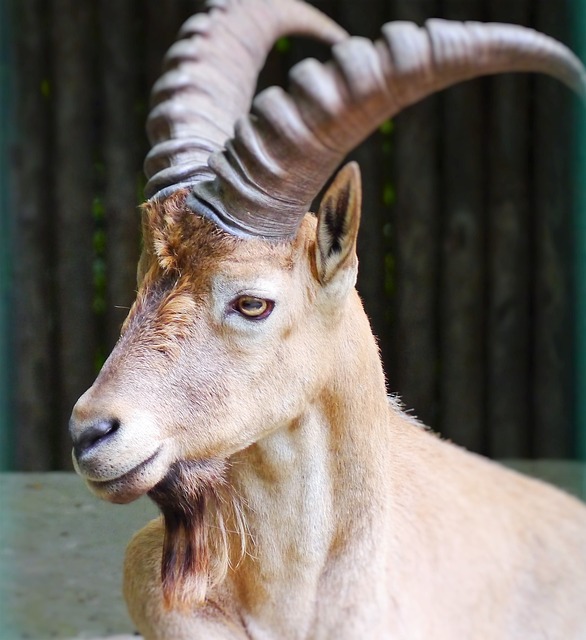 摩羯座 高山 Ibex 角 - 上的免费照片