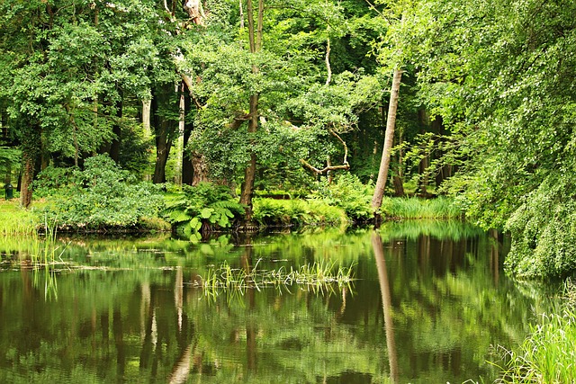 池塘 森林 Waldsee - 上的免费照片