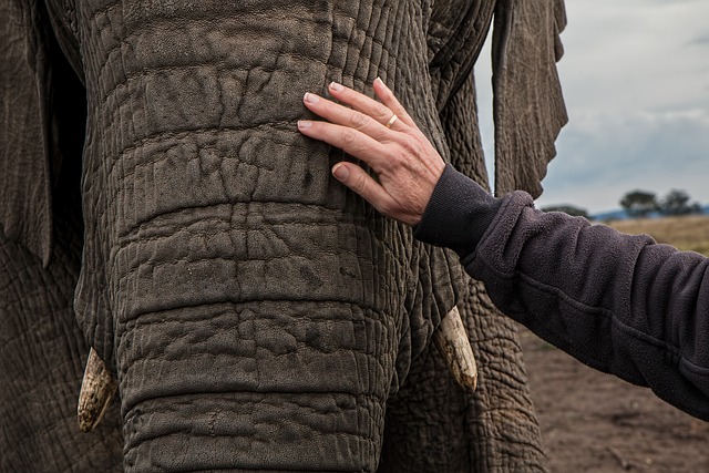 大象 树干 皮肤护理 - 上的免费照片