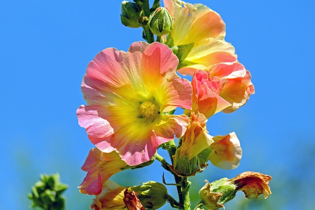 蜀葵 花朵 植物 - 上的免费照片
