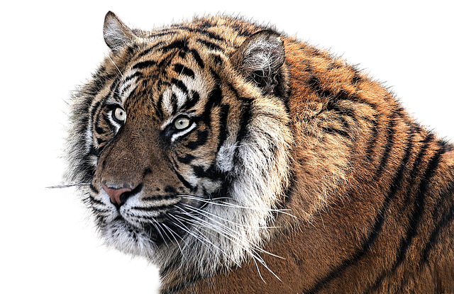 老虎 虎头 动物 - 上的免费照片