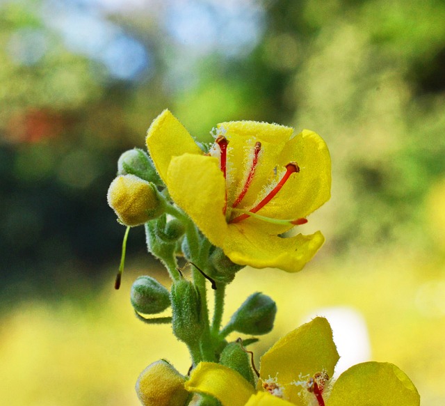 黑色 Mullein Verbascum 胡椒 野花 - 上的免费照片