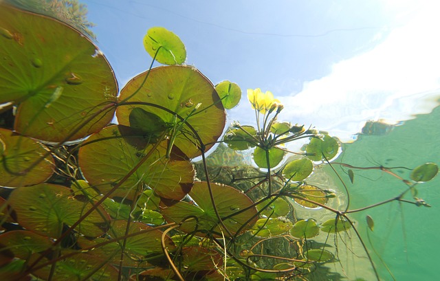 水下 摄影 池塘植物 - 上的免费照片