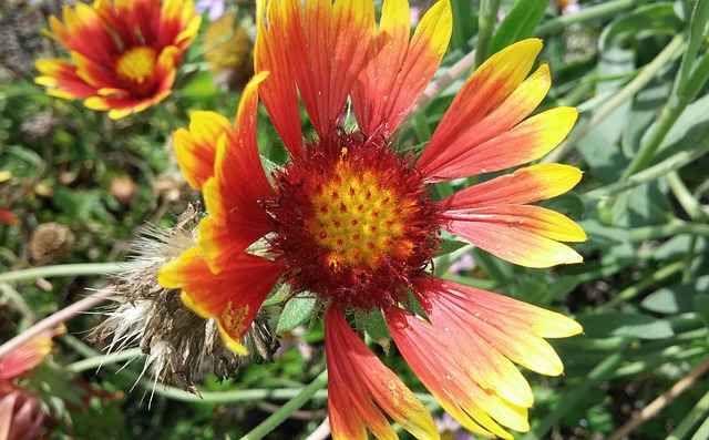 毯子花 花 Gaillardia - 上的免费照片