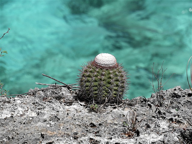 仙人掌 性质 仙人掌花 - 上的免费照片