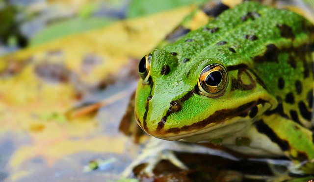 青蛙 绿色 绿蛙 - 上的免费照片