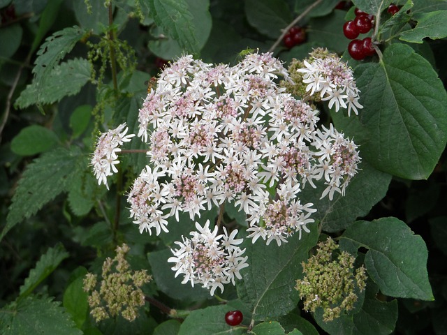 Hogweed 伞形科 赫拉克勒姆 - 上的免费照片