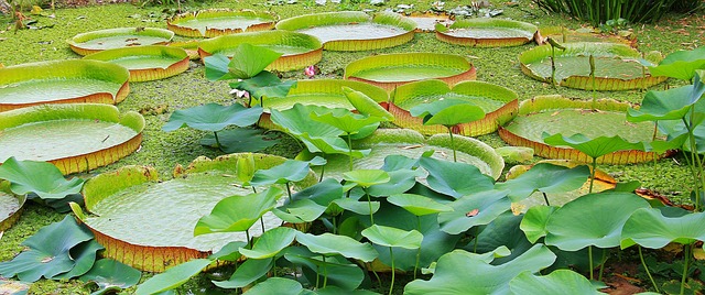 百合垫 睡莲盘 维多利亚 湖 - 上的免费照片