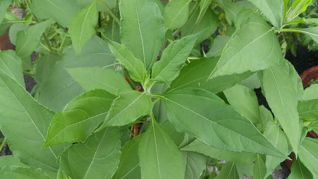 高良姜植物 树叶 绿色的树叶 - 上的免费照片